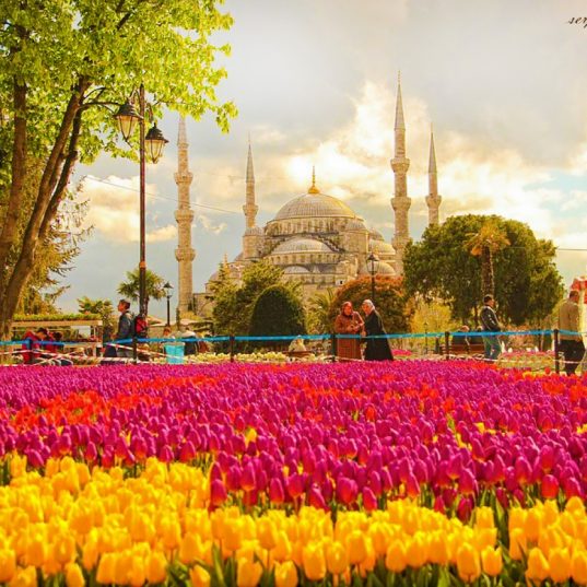 Международный Стамбульский Фестиваль Тюльпанов