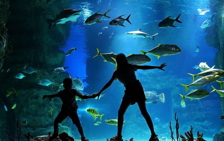 В Чехии появился аквариум, где рыбы плавают вместе с пластиком
