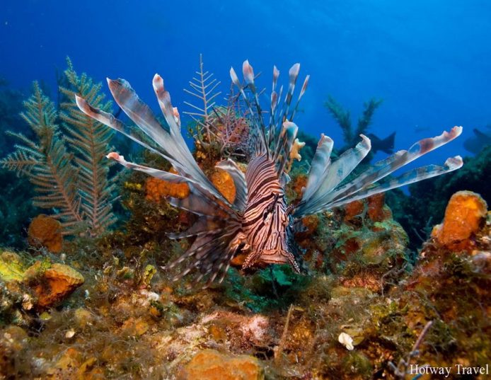 Марса-Алам: ПОЛНОЕ ПОГРУЖЕНИЕ! Вылет из Кишинева 03.04