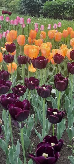 Фестиваль Тюльпанов в Яссах!!!!